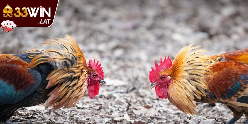 Hệ thống cửa cược được phân bổ linh hoạt